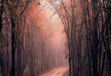 开云体育中国-铁血战车碾碎桑巴舞步，德甲双雄会师欧洲之巅！