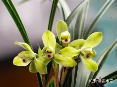 包含兰斯球迷球队齐心协力，全力备战的词条